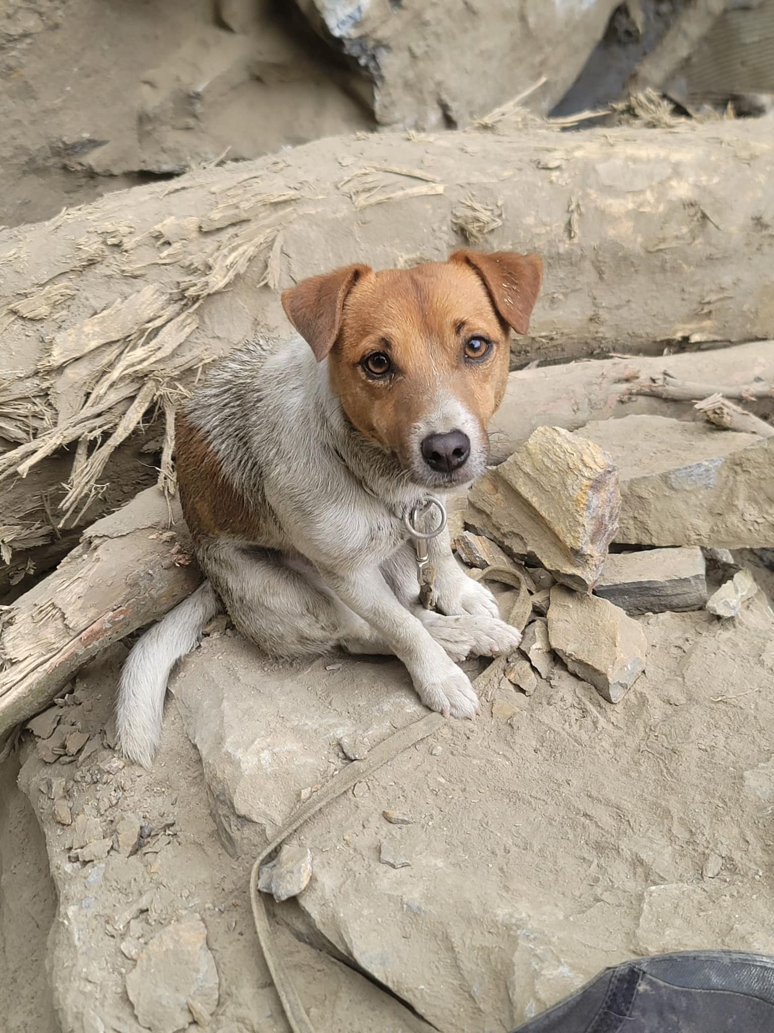 花蓮特搜犬Wilson不幸殉職　生前參與0403地震救援