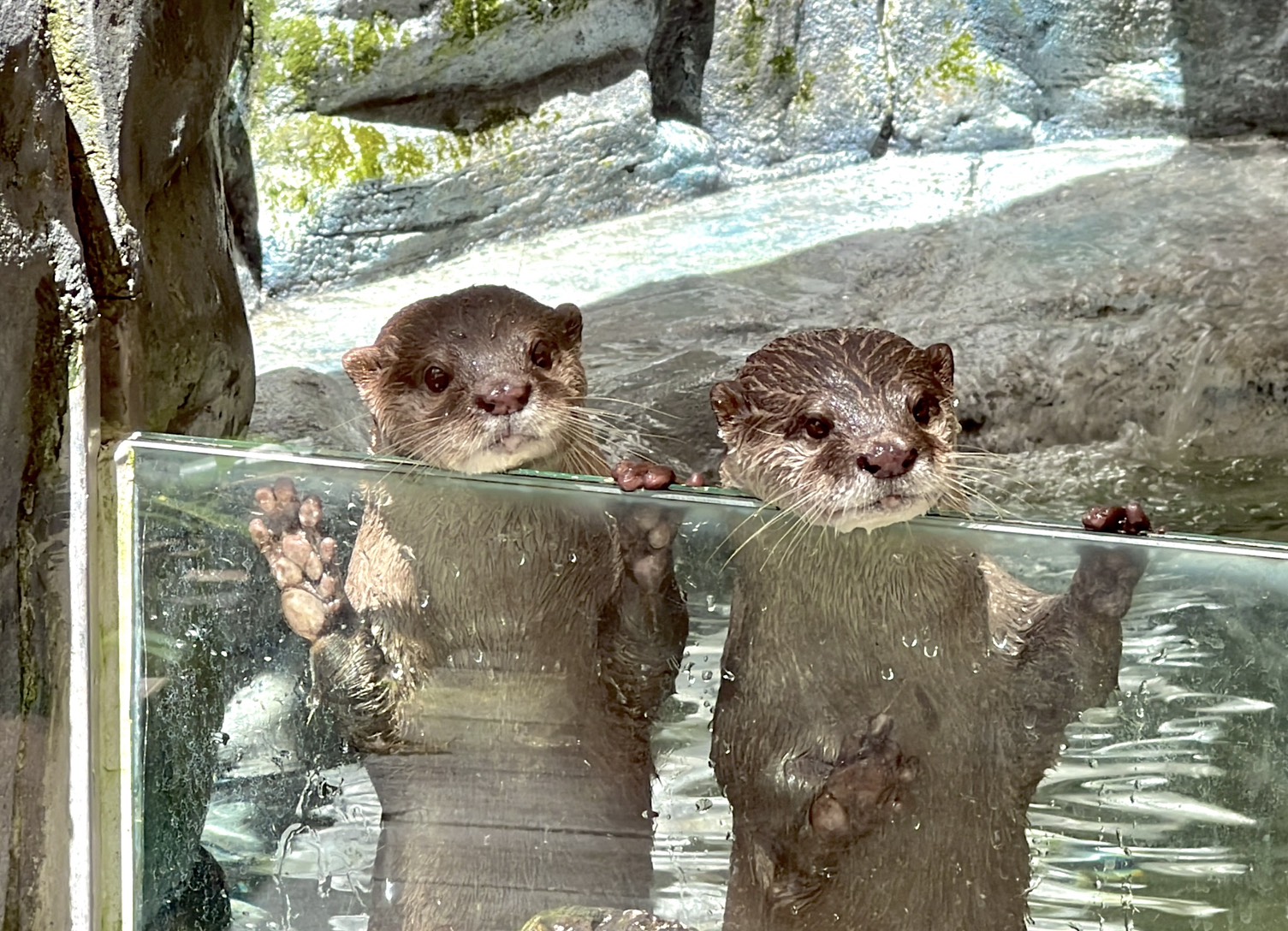 遠雄海洋公園營嬌客  水獺「左左」活力登場