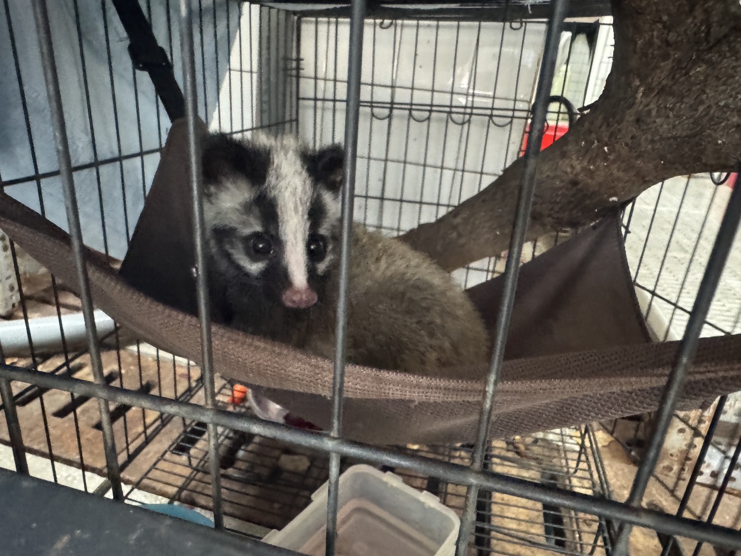 白鼻心寶寶獲救　花蓮縣府啟動跨單位保育行動