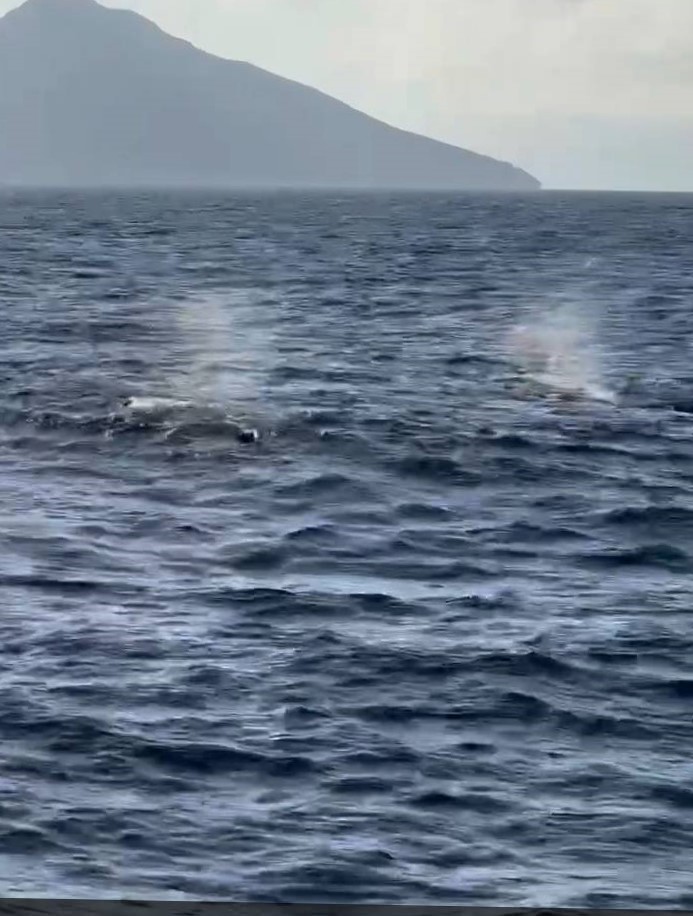 宜蘭外海風浪雖不平靜　抹香鯨群現身龜山島