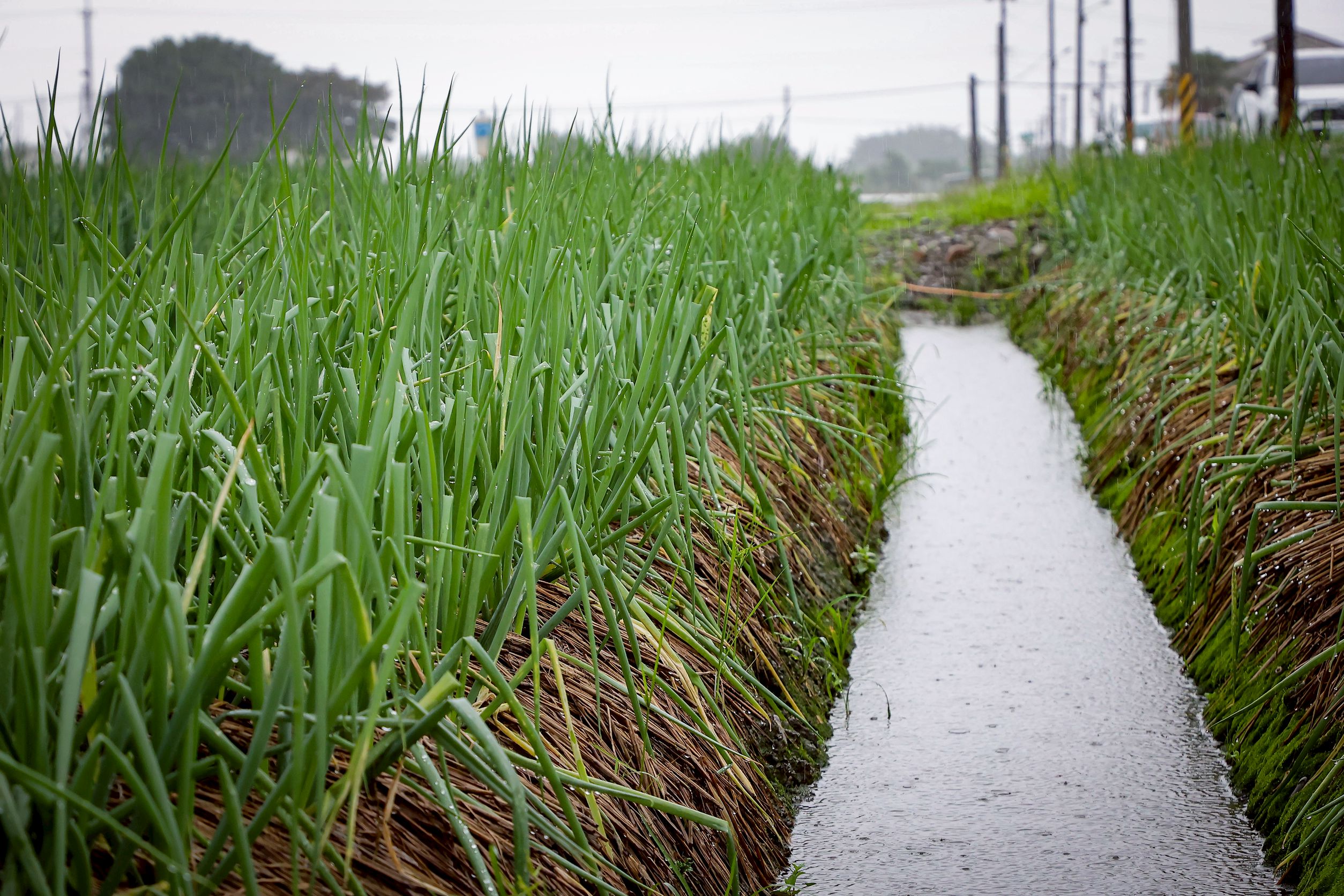 颱風共伴豪雨　林茂盛關心農損視察蔥田