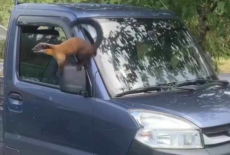 小貨車副駕駛座車窗沒關好 大膽黃喉貂侵入覓食萌樣笑翻一堆人 小貨車副駕駛座車窗沒關好 大膽黃喉貂侵入覓食萌樣笑翻一堆人