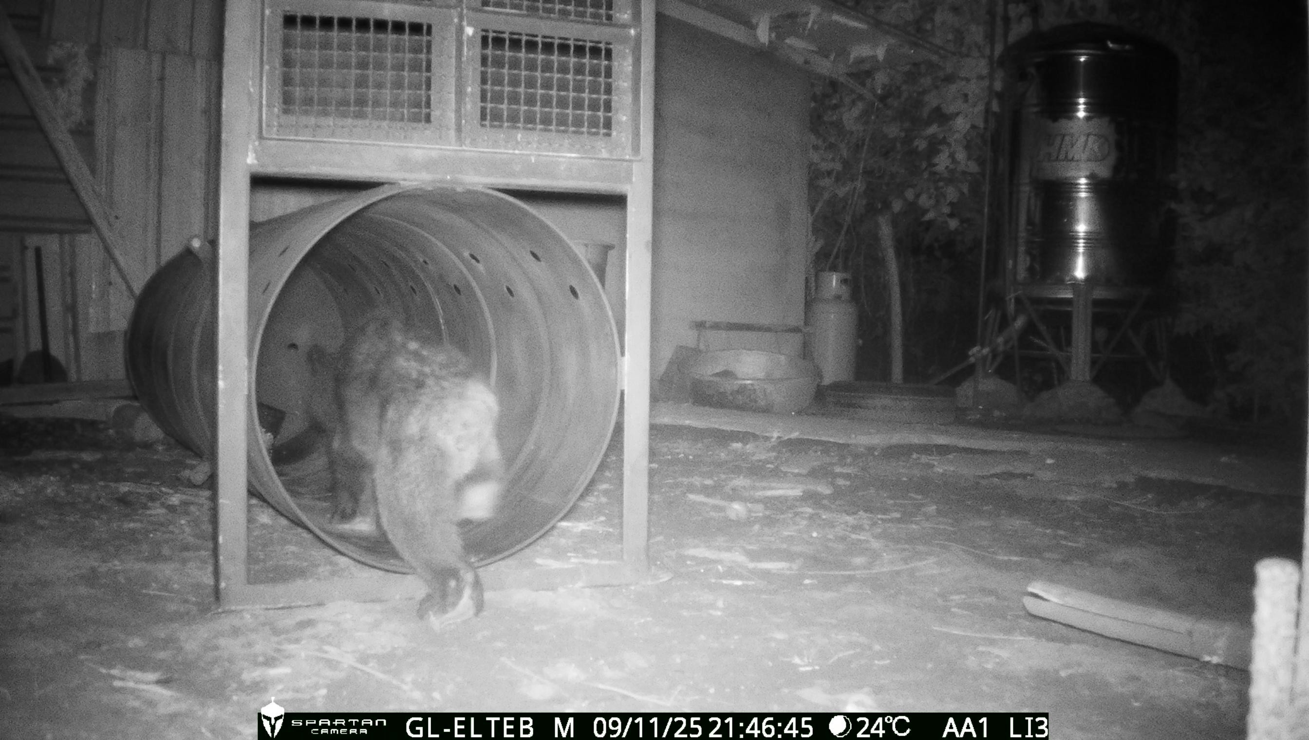 小黑熊夜闖雞寮翻牆萌樣曝光　花蓮卓溪民眾直擊通報林務單位捕獲安置