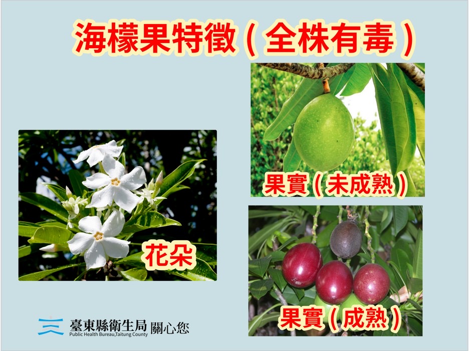 海檬果似芒果、百香果     臺東縣衛生局籲民眾果實含劇毒勿誤食