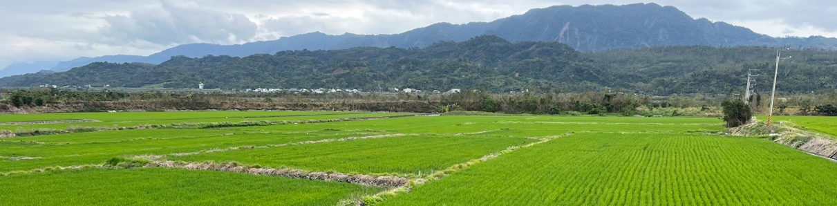 臺東縣府今日起公告「縣有耕地放領」  助農民取得土地所有權