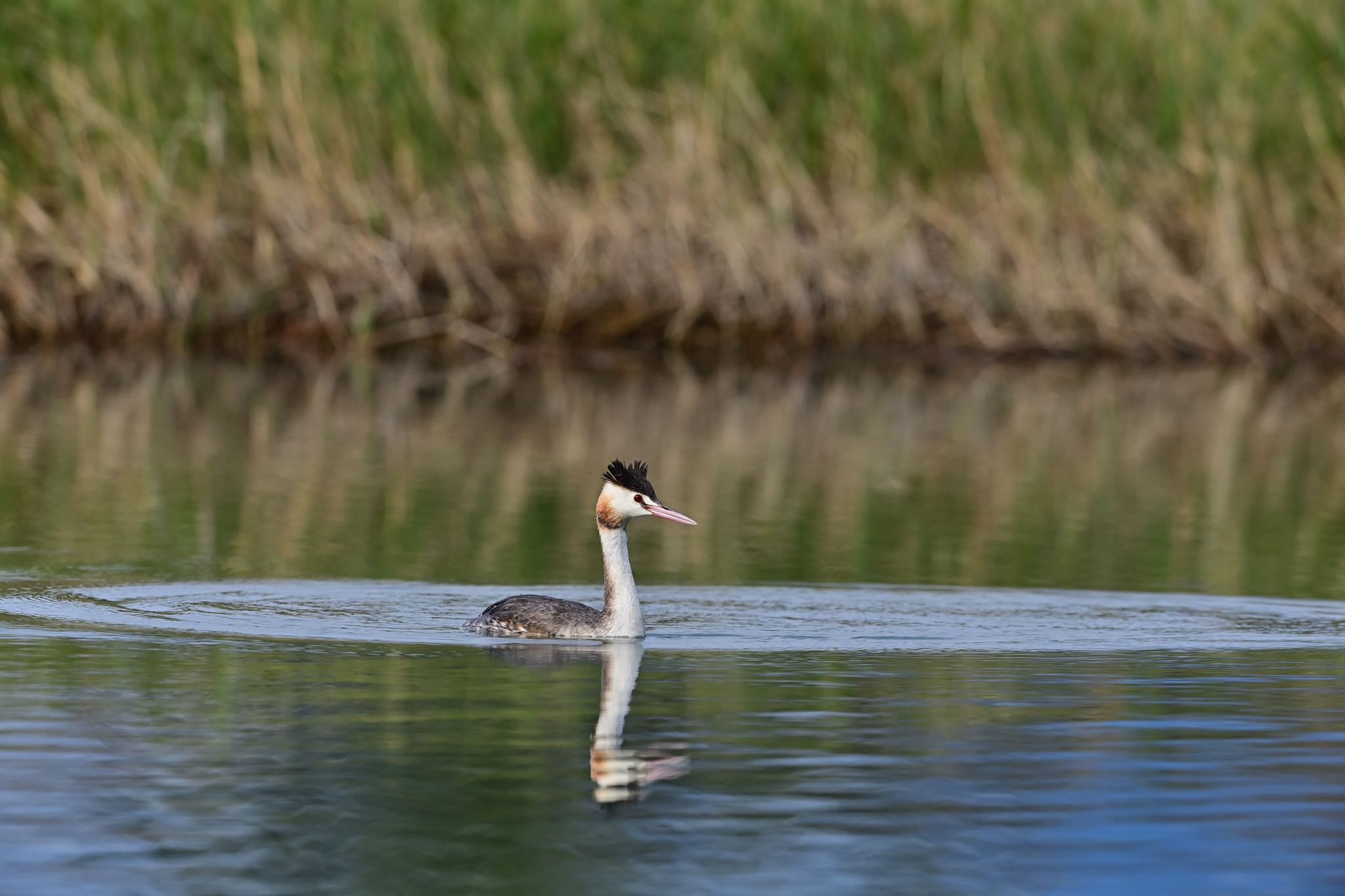 守護候鳥也守護安全     縣府籲請水域活動集中至活水湖     共同維護國家級濕地生態