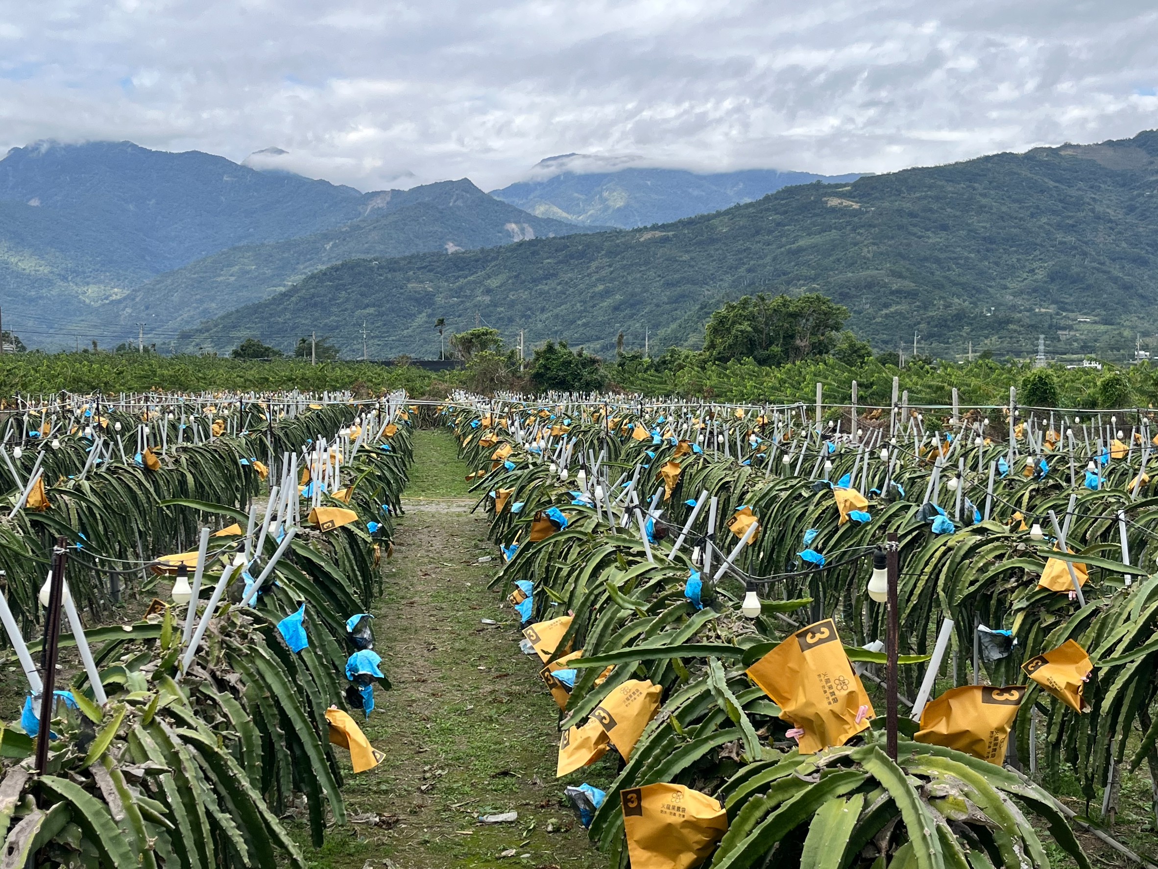 減輕農民災損衝擊    臺東縣政府推出縣有耕地租金主動減租措施