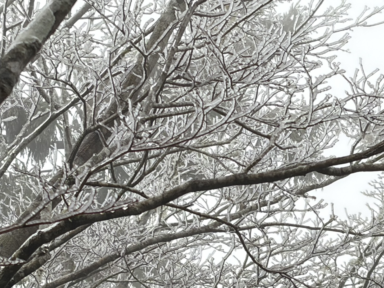 寒流發威　太平山下冰霰、遊客興奮搶拍