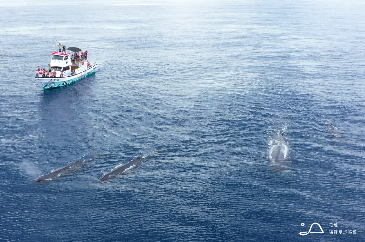抹香鯨的「回信」到了  廖鴻基《浮島》揭密東岸育嬰場