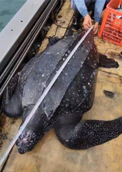 珍貴革龜誤闖定置漁場 接受專業照護後擇期回放大海 珍貴革龜誤闖定置漁場 接受專業照護後擇期回放大海