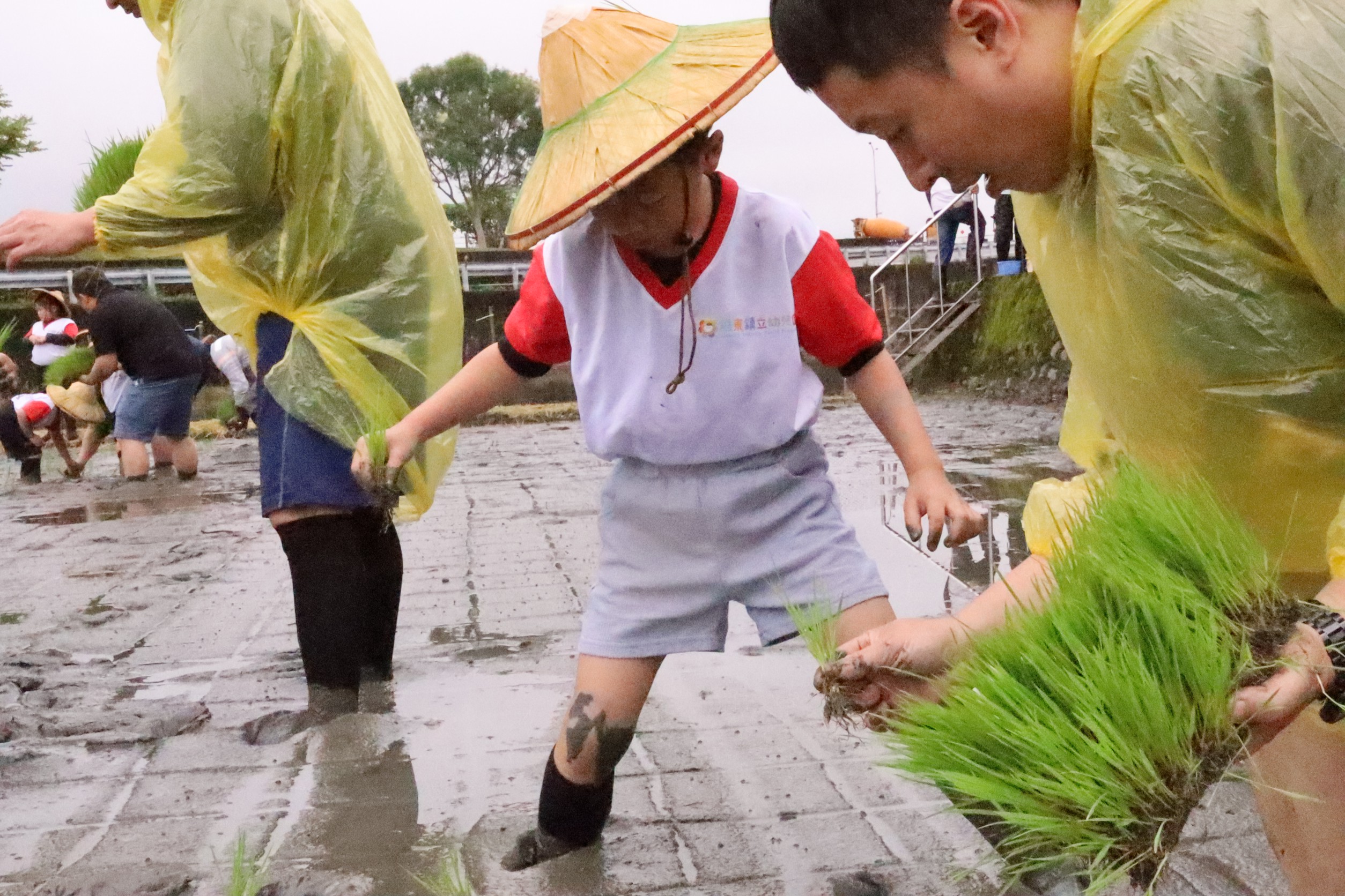 羅東鎮立幼兒園食農教育　親子插秧、放鴨