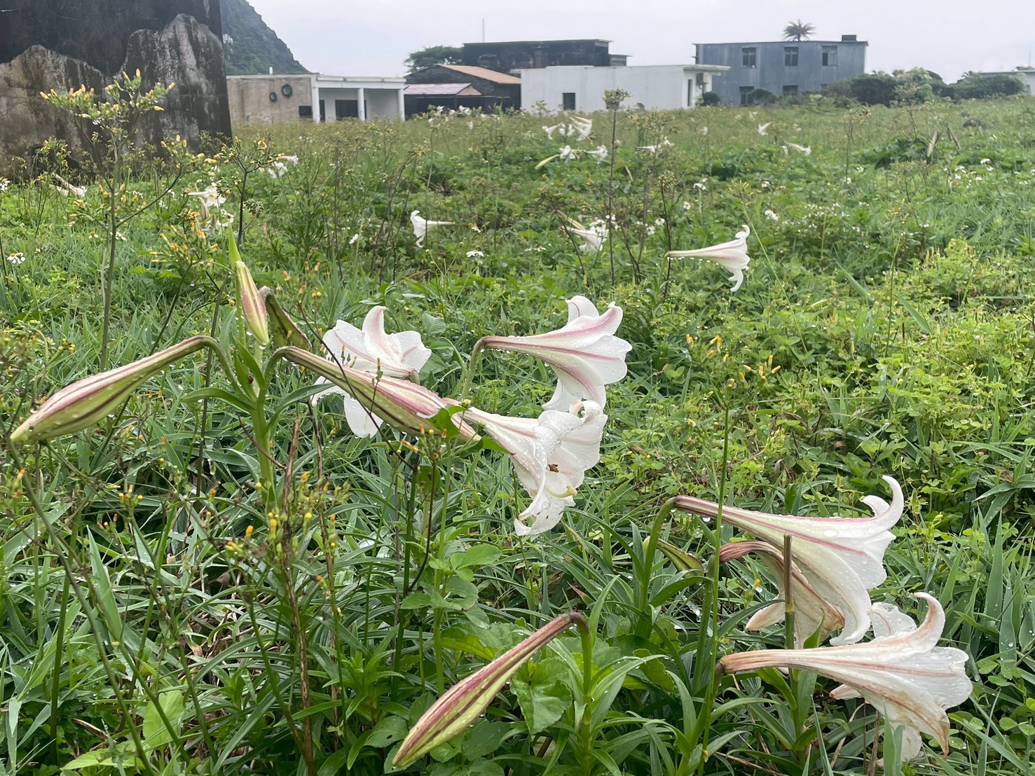 龜山島春季生態登場百合盛開、賞鯨正當時 邀您慢遊東北角山海之美 龜山島春季生態登場百合盛開、賞鯨正當時 邀您慢遊東北角山海之美