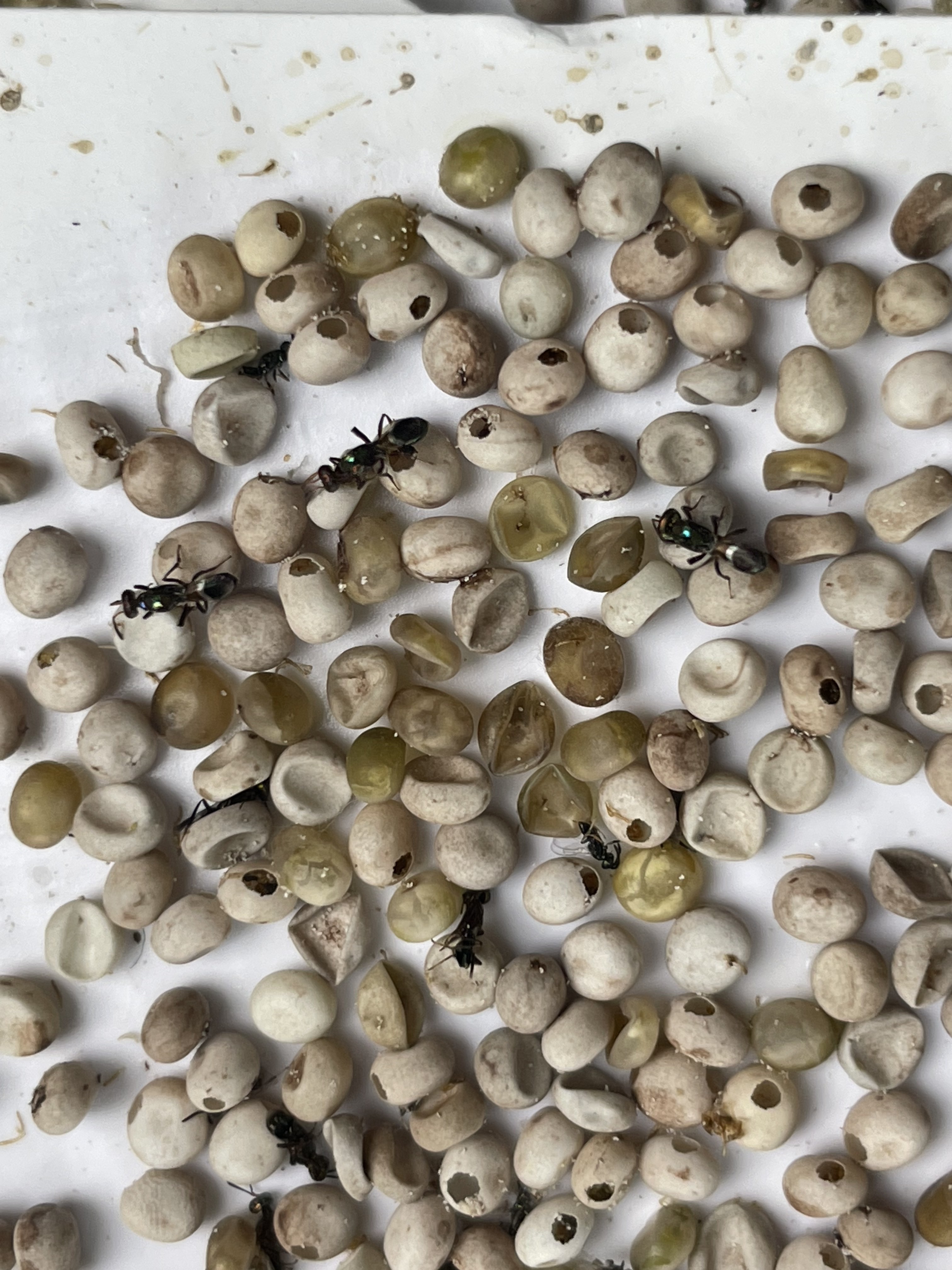 宜縣啟動荔枝椿象生物防治　釋放「平腹小蜂」守護校園