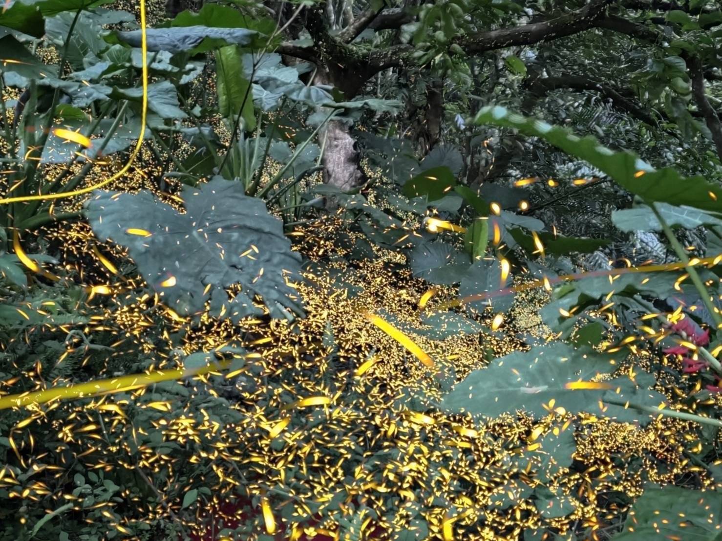 「火金姑的故鄉」小礁溪賞螢　12場導覽報名秒殺