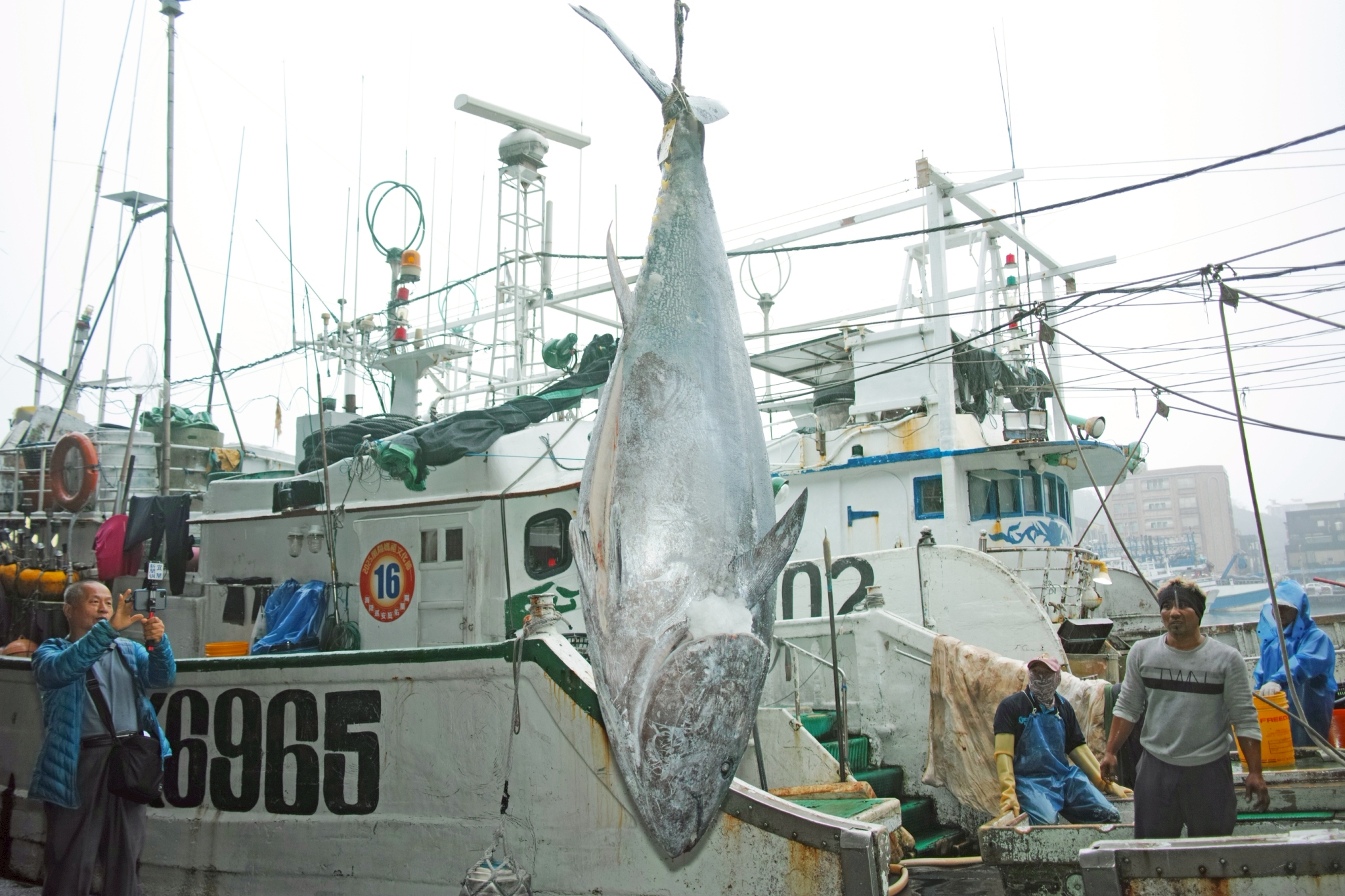 今年第一鮪蘇澳誕生　重達276公斤