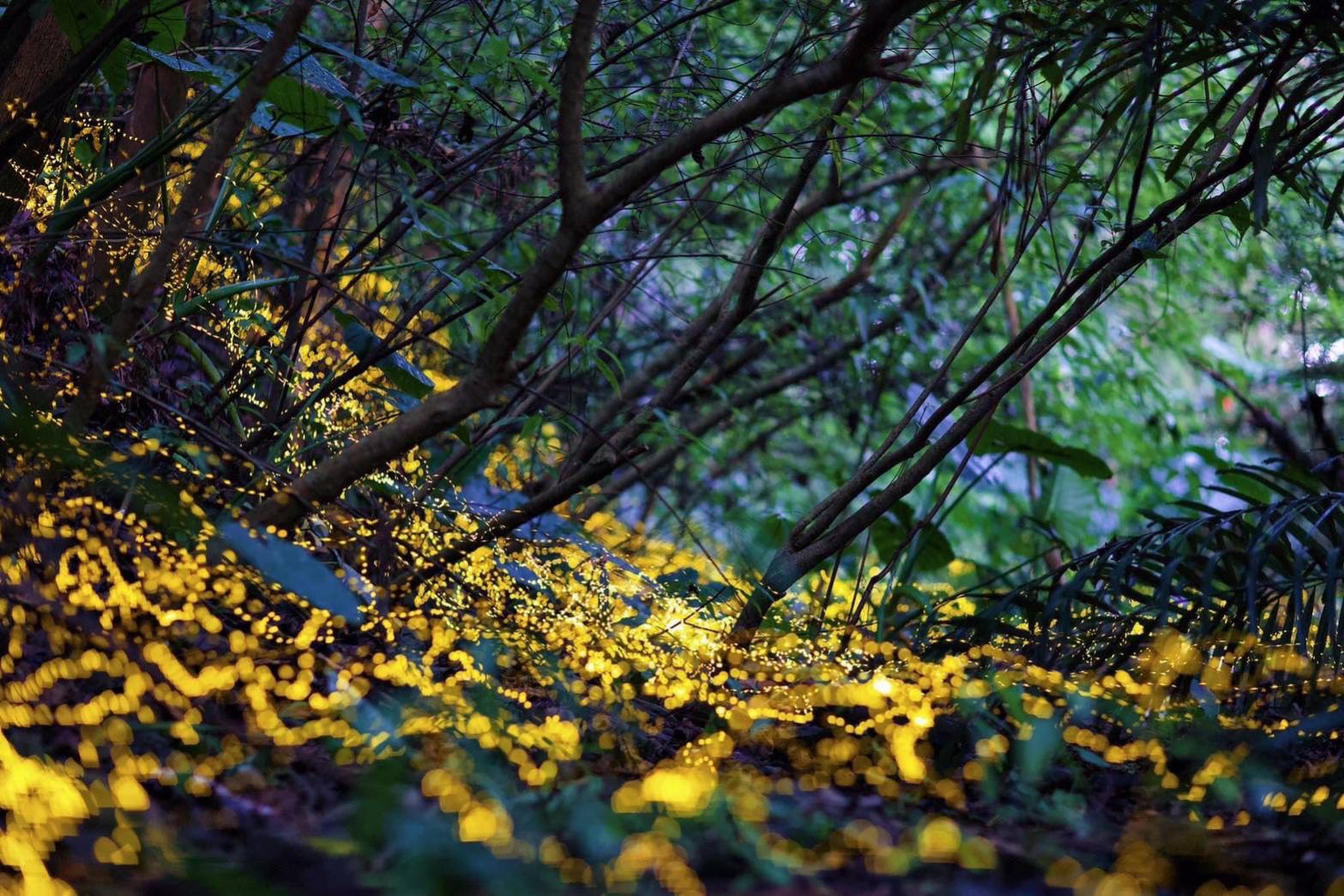 火金姑的故鄉－小礁溪　4／8日中午開放線上報名