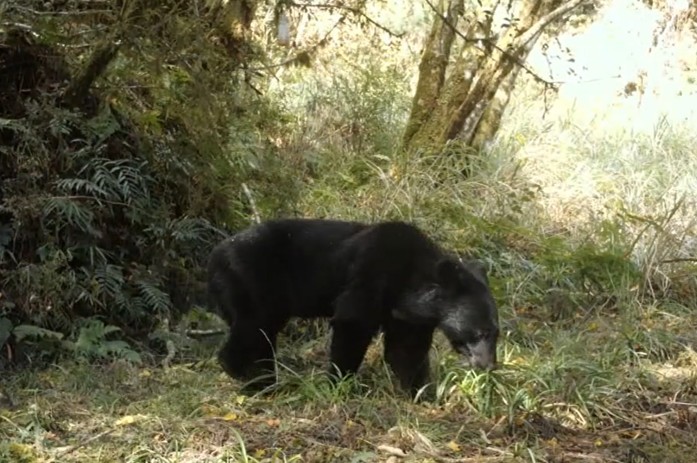 黑熊現身棲蘭山100線林道　宜蘭分署籲山友提高警覺落實防熊措施