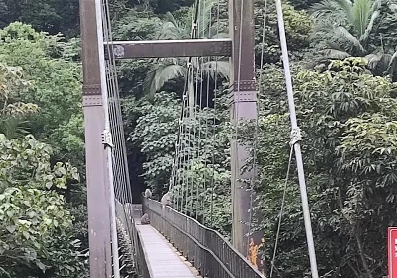 獼猴盤據宜蘭著名風景區梅花湖吊橋　搶奪遊客手中食物