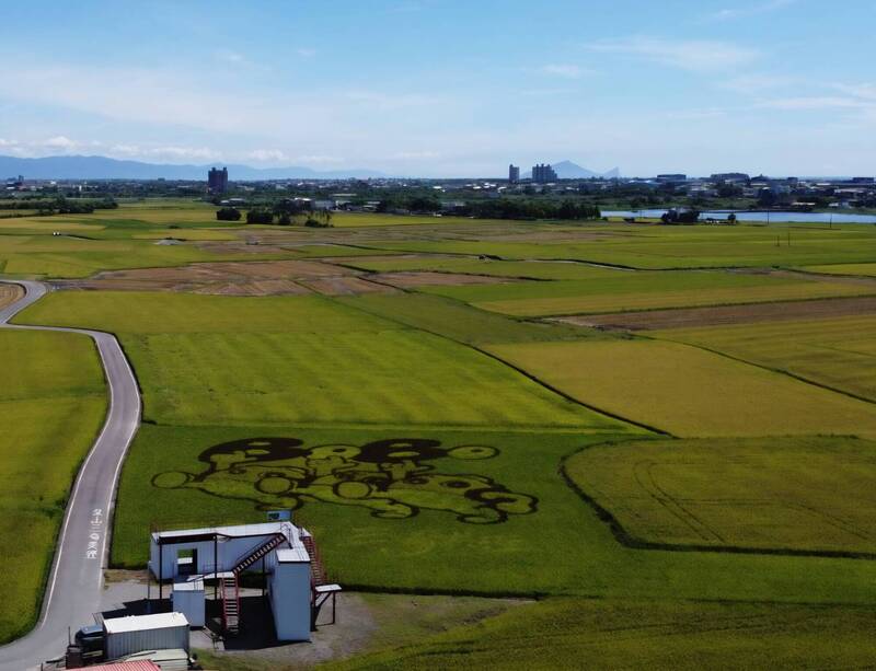 宜蘭版伯朗大道金黃稻浪　賞期至6月底