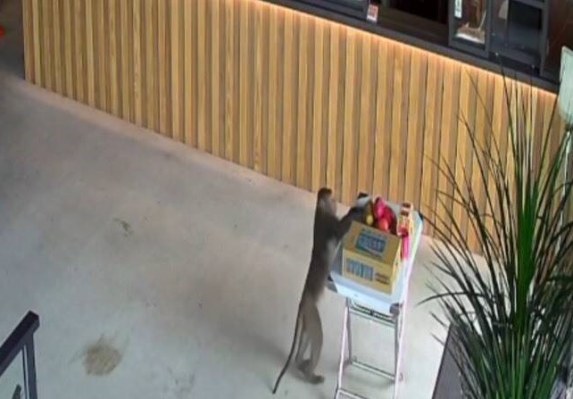 礁溪溫泉湯屋拜土地公　台灣獼猴亂入淡定抱走木瓜