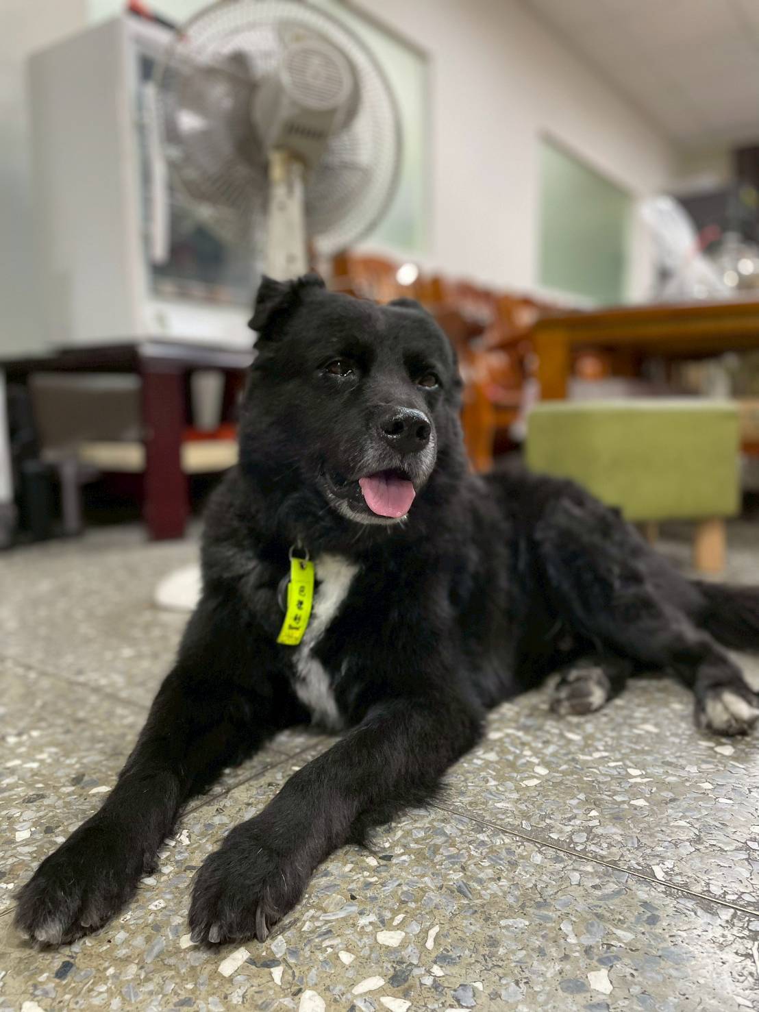 守護犬「巴德利」告別式　分隊長：學長任務結束了．快樂去到你想去的地方
