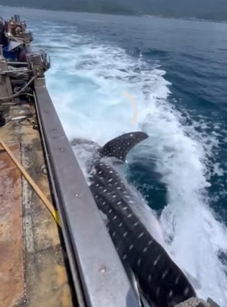 7米鯨鯊誤闖頭城龜山島定置網獲放流　擺尾揚鰭吸70萬次觀看