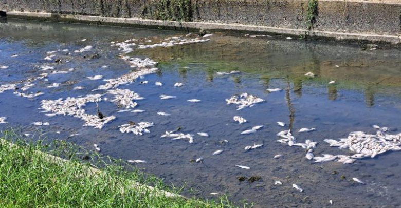 羅東打那岸圳大量魚群暴斃　縣議員沈信雄協助處理善後