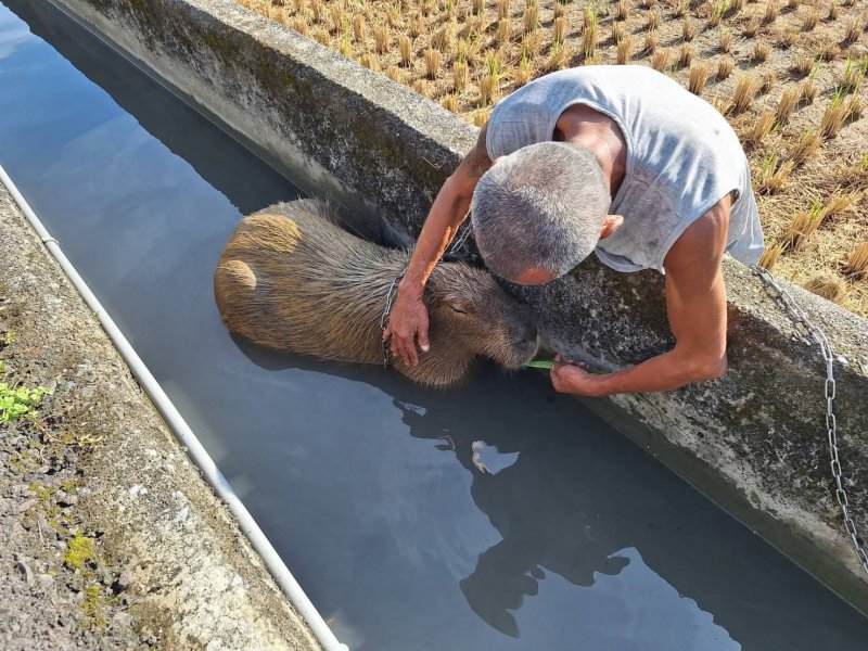 誰家萌樣的水豚君離家出走 飼主快到三星公所領回 誰家萌樣的水豚君離家出走 飼主快到三星公所領回