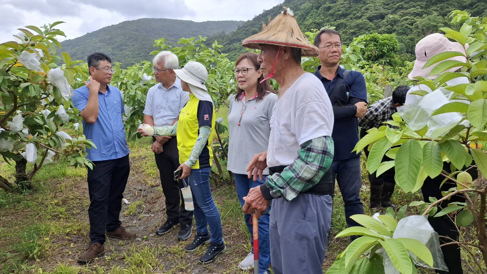 巴威風來襲　頭城甜心芭樂產季花蓮農改良場、縣府官員赴產地會勘