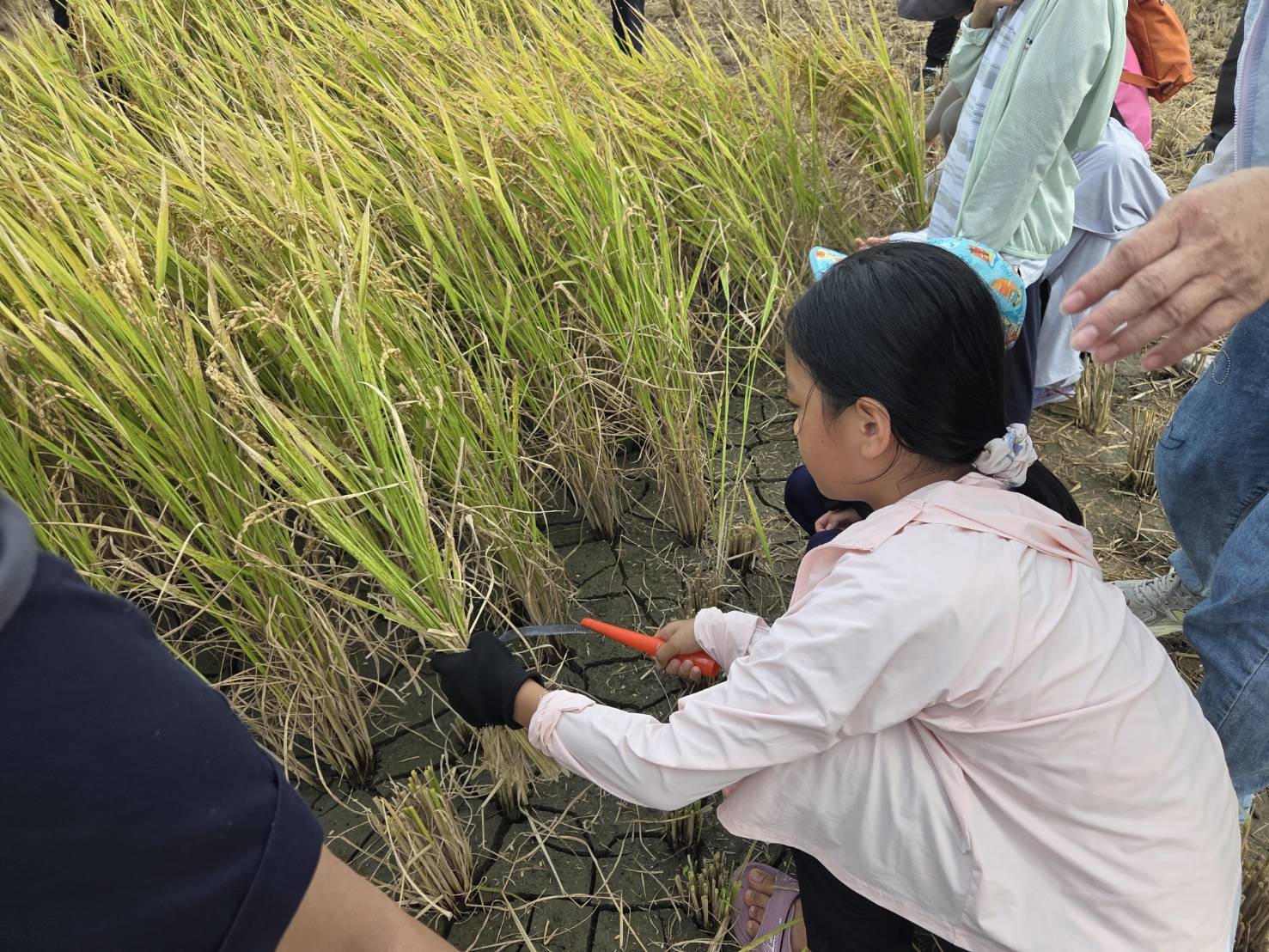 金山彩田迎豐收　200人作伙割稻守護北海岸生態廊道