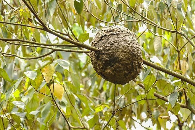 仁山植物園虎頭蜂出沒頻繁　為維護遊安全暫時休園至9／1日