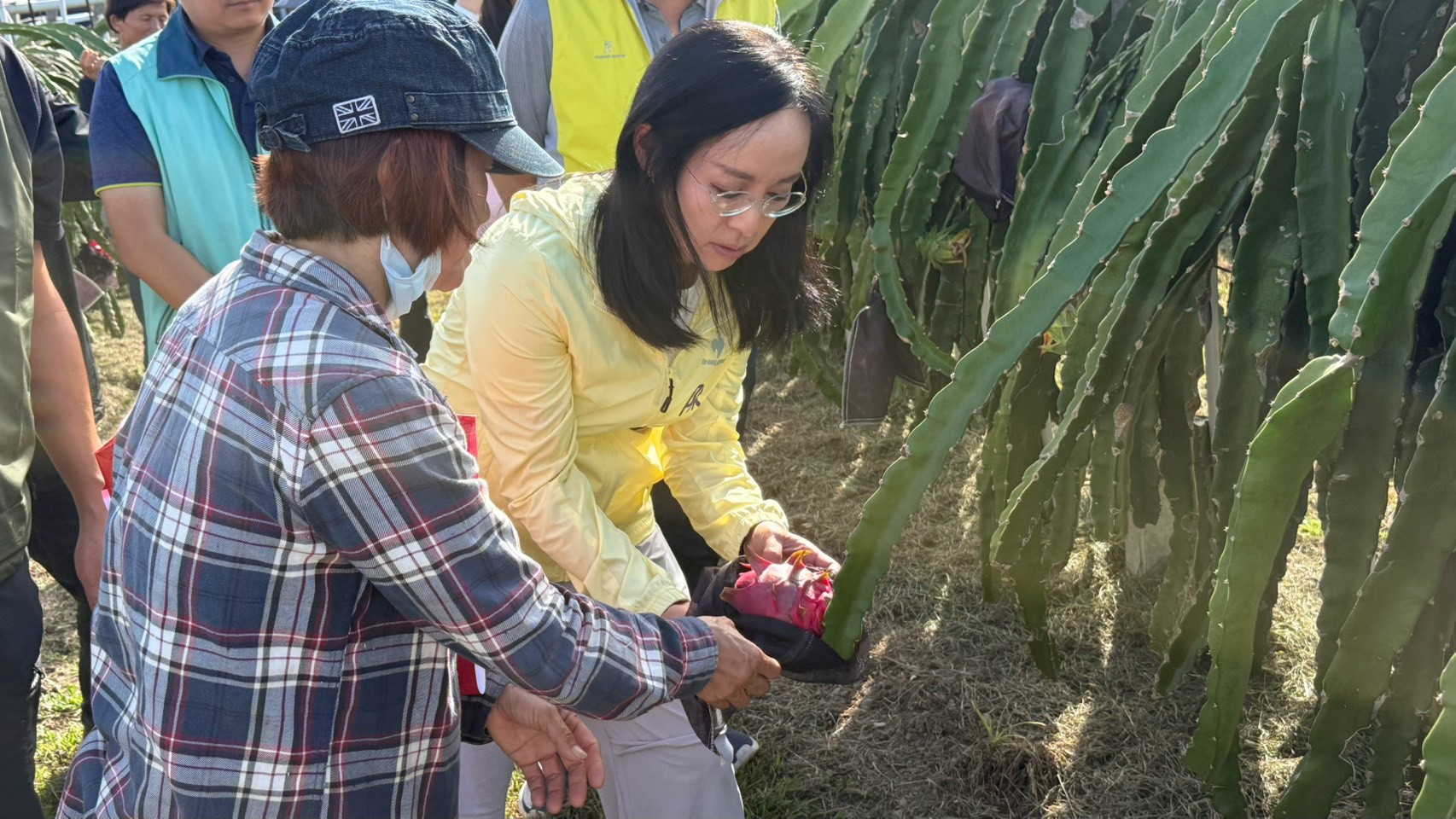 連續豪雨正逢紅龍果採收期　落果裂果災損浮現    陳瑩會勘要求農損認定、補助從簡從速