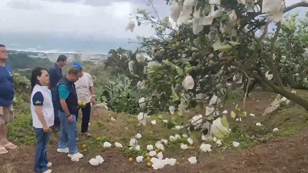 薔琵肆虐   東海岸農漁產業損失嚴重   損失金額漁會估算中