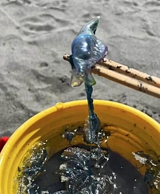 國慶連假　宜蘭外澳沙灘驚見僧帽水母衝浪客遭刺喊痛